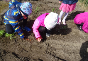 Dzieci sadzą cebulę.